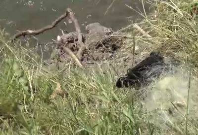 Kars'ta ağa takılan yavru karga kurtarıldı - Resim: 7